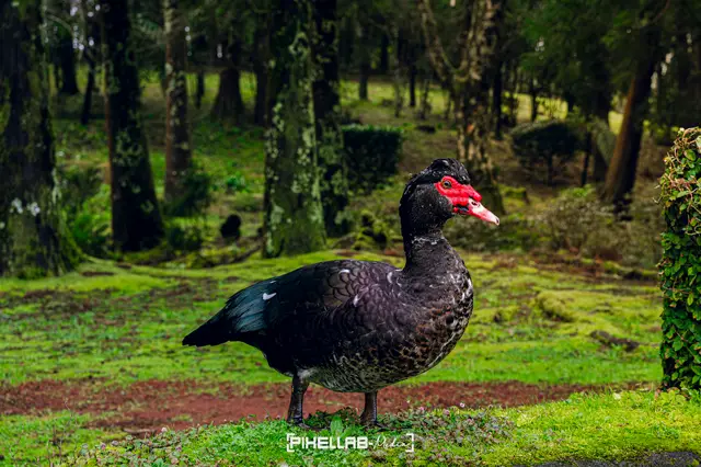 Azores, travel photo 38 of 199 by Pixellab-Media