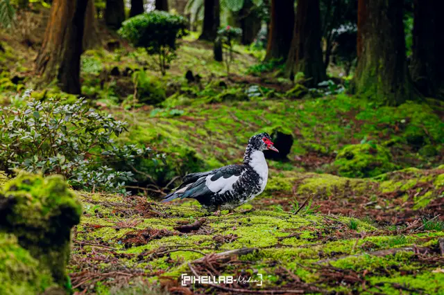 Azores, travel photo 39 of 199 by Pixellab-Media