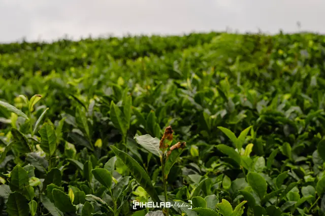 Azores, travel photo 74 of 199 by Pixellab-Media