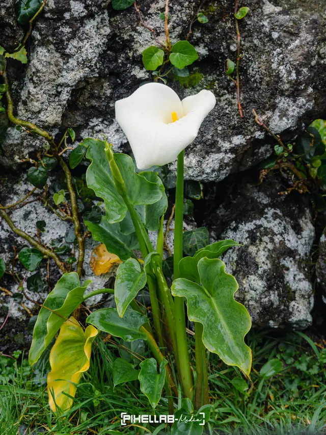 Azores, travel photo 137 of 199 by Pixellab-Media