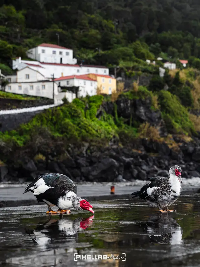 Azores, travel photo 148 of 199 by Pixellab-Media