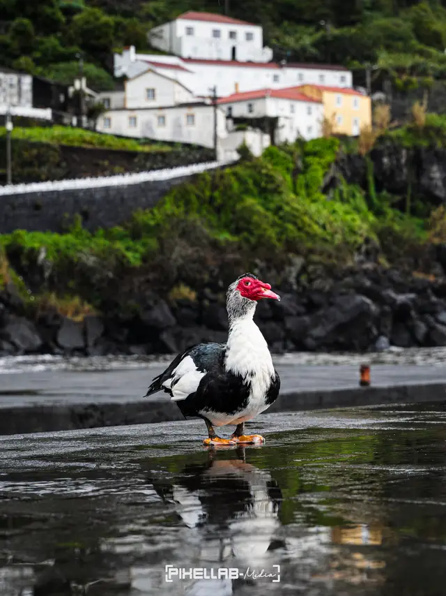Azores, travel photo 149 of 199 by Pixellab-Media