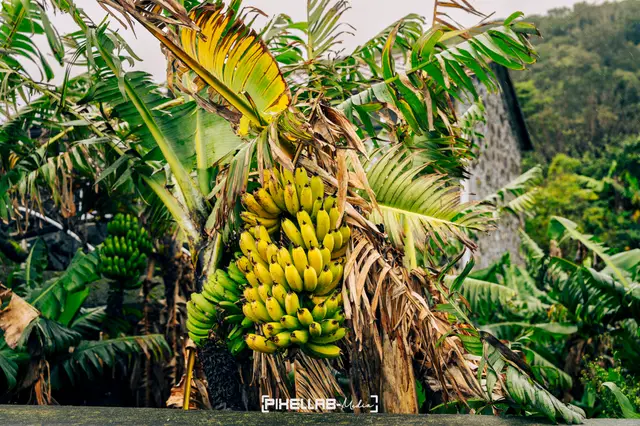 Azores, travel photo 151 of 199 by Pixellab-Media