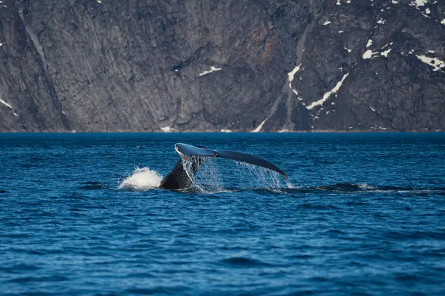 Greenland, travel photo 71 of 82 by Pixellab-Media