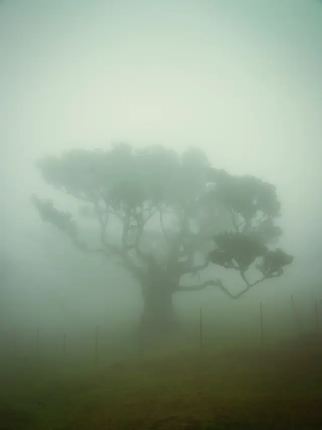 Madeira, travel photo 65 of 121 by Pixellab-Media