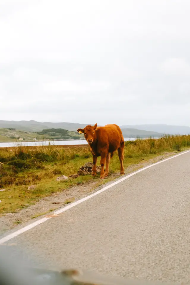 Scotland, travel photo 15 of 99 by Pixellab-Media