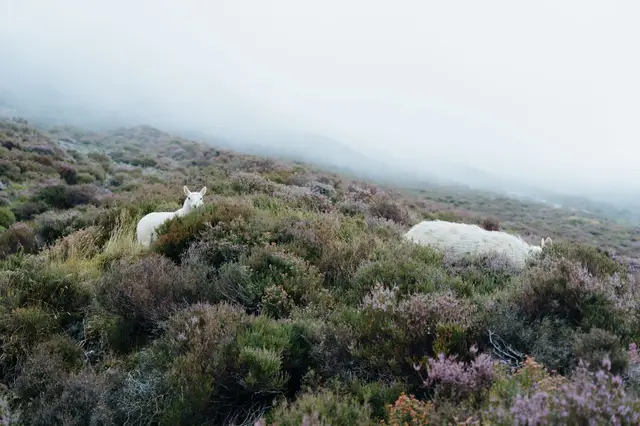Scotland, travel photo 98 of 99 by Pixellab-Media